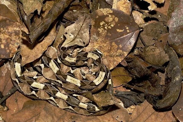 Gaboon Viper - young in the leaf litter - Nguu Mountains - Tanzania - Africa