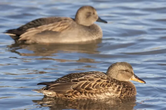 Framed Print : Gadwall - adult female on the water with adult male in background. England, UK