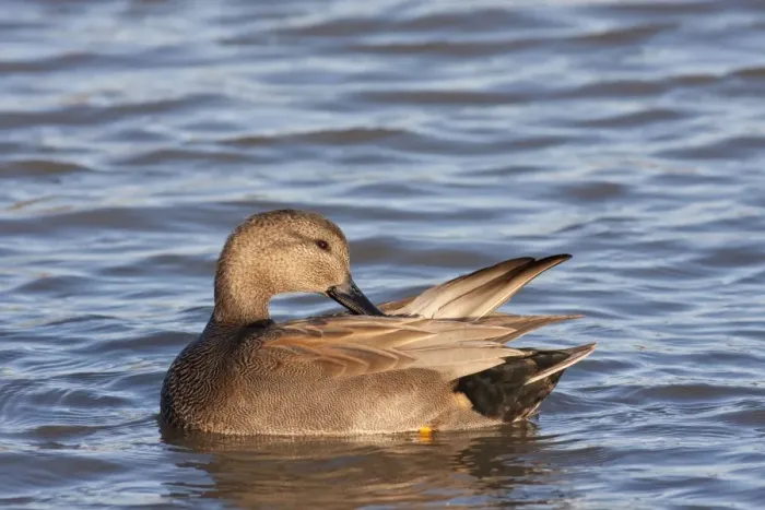 Framed Print : Gadwall - adult male preening on the water. England, UK Framed Print : Gadwall - adult male preening on the water. England, UK