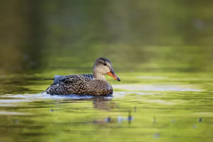 Framed Print : Gadwall - Cornwall - UK Framed Print : Gadwall - Cornwall - UK