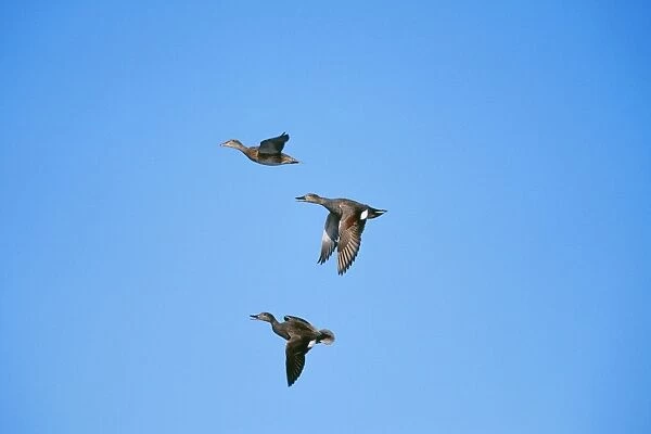 Gadwall Duck COS 141 Pair chasing off single Drake duck Anas strepera © Bill Coster  /  ARDEA LONDON