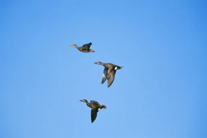 Framed Print : Gadwall Duck COS 141 Pair chasing off single Drake duck Anas strepera © Bill Coster / ARDEA LONDON Framed Print : Gadwall Duck COS 141 Pair chasing off single Drake duck Anas strepera © Bill Coster / ARDEA LONDON