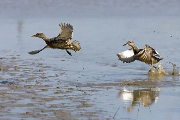 Gadwall - Duck & Drake lifting off water, lakes & Mudflats. Norfolk UK