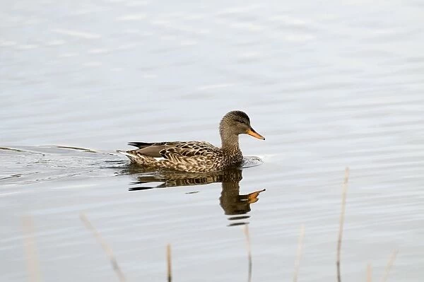 Gadwall - female - with reflection - South Yorkshire - UK