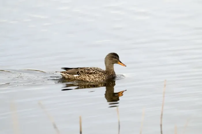 Framed Print : Gadwall - female - with reflection - South Yorkshire - UK Framed Print : Gadwall - female - with reflection - South Yorkshire - UK