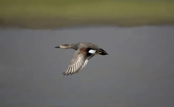 Framed Print : Gadwall - in flight Framed Print : Gadwall - in flight