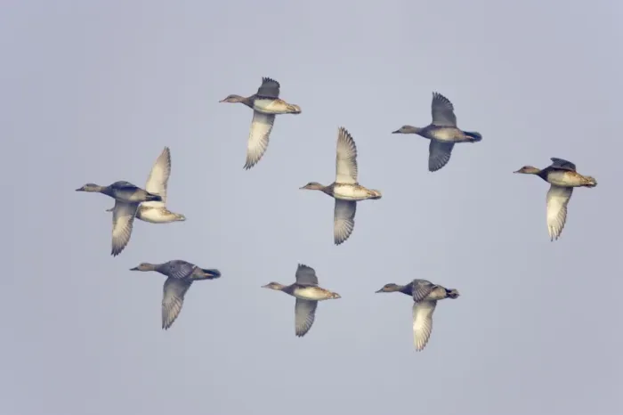 Framed Print : Gadwall - in flight - Keoladeo Ghana National Park - Bharatpur - Rajasthan - India BI017802 Framed Print : Gadwall - in flight - Keoladeo Ghana National Park - Bharatpur - Rajasthan - India BI017802