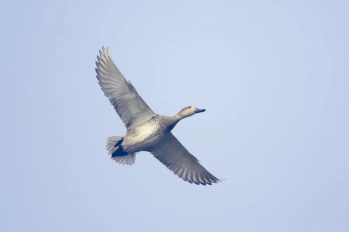 Framed Print : Gadwall - in flight - Keoladeo Ghana National Park - Bharatpur - Rajasthan India BI017805 Framed Print : Gadwall - in flight - Keoladeo Ghana National Park - Bharatpur - Rajasthan India BI017805