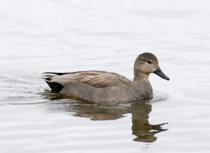 Framed Print : Gadwall - male - South Yorkshire - UK Framed Print : Gadwall - male - South Yorkshire - UK
