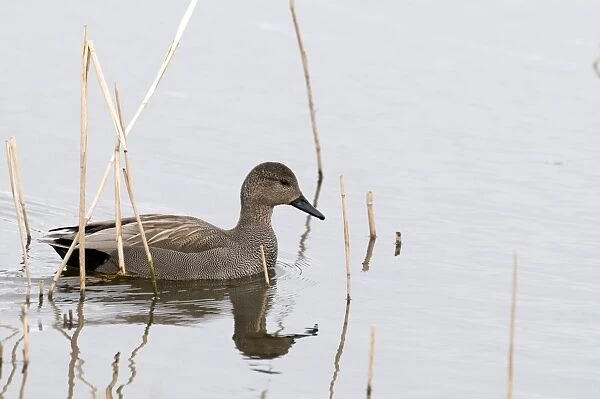 Gadwall - male - South Yorkshire - UK