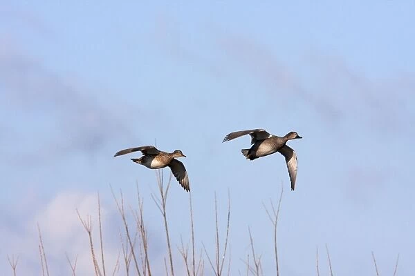 Gadwall - Pair of birds in flight coming in to land. England, UK