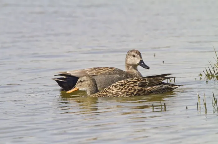 Framed Print : Gadwall - pair feeding - Norfolk UK 9754 Framed Print : Gadwall - pair feeding - Norfolk UK 9754