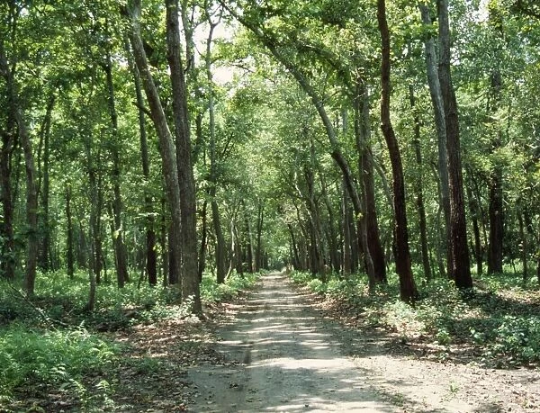 Gal Trees Dudhwa National Park, India