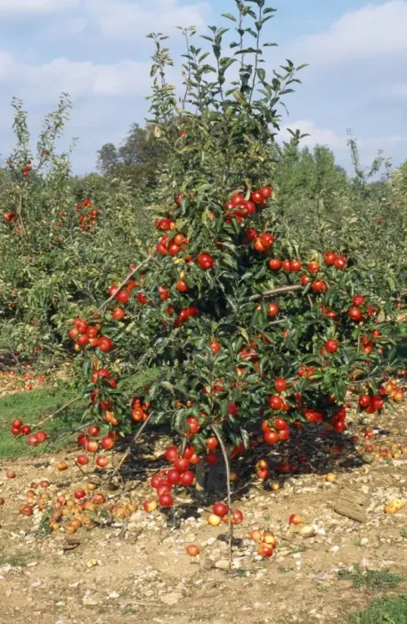 Framed Print : Gala Apple Tree - fully laden Framed Print : Gala Apple Tree - fully laden