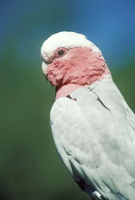 Framed Print : Galah Cockatoo Framed Print : Galah Cockatoo