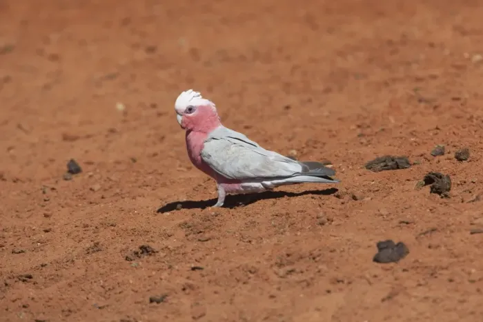 Framed Print : Galah Coming to drink at a stock watering point 60km from Aputula Aboriginal Community, Finke, Northern Territory, Australia Framed Print : Galah Coming to drink at a stock watering point 60km from Aputula Aboriginal Community, Finke, Northern Territory, Australia