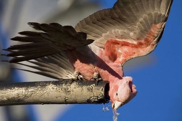 Galah - Drinking from a bore overflow pipe - Razor Blade Bore along the Kidson Track - Western Australia