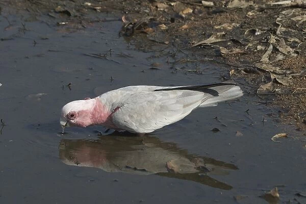 Galah - Drinking at waterhole. Nnear Pine Creek, Northern Territory, Australia. Abundant throughout almost all of Australia. Typically a bird of the interior. Sometimes shot by farmers when birds descend on crops