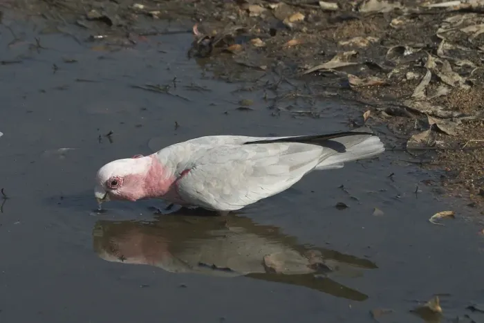 Framed Print : Galah - Drinking at waterhole. Nnear Pine Creek, Northern Territory, Australia. Abundant throughout almost all of Australia. Typically a bird of the interior. Sometimes shot by farmers when birds descend on crops Framed Print : Galah - Drinking at waterhole. Nnear Pine Creek, Northern Territory, Australia. Abundant throughout almost all of Australia. Typically a bird of the interior. Sometimes shot by farmers when birds descend on crops