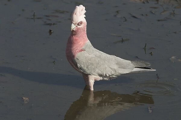 Galah - Drinking at waterhole. Nnear Pine Creek, Northern Territory, Australia. Abundant throughout almost all of Australia. Typically a bird of the interior. Sometimes shot by farmers when birds descend on crops