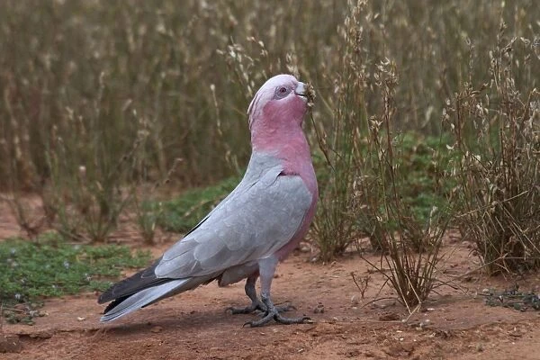 Galah - Eating wild seeds - Being a seed eater is disliked by grain farmers. Abundant. Often in large flocks At Lajamanu an aboriginal settlement on the northern edge of the Tanami Desert. Northern Territory, Australia