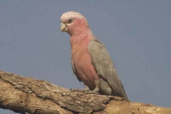Galah - female. Found throughout most of Australia, but typically a bird of the interior. Found in dry open woodlands, inland stations, open shrublands, parks, and cleared coastal areas