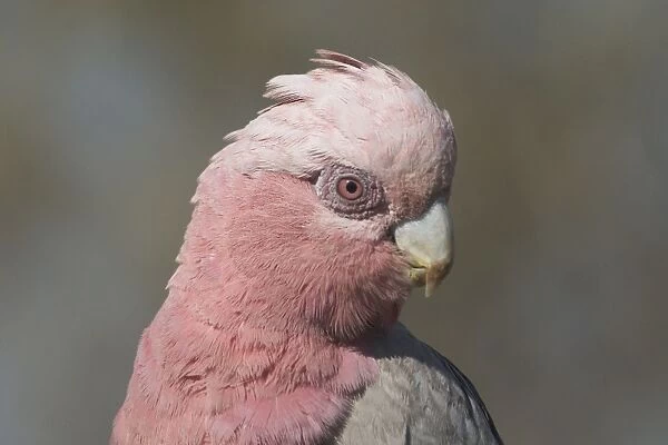 Galah - female. Found throughout most of Australia, but typically a bird of the interior. Found in dry open woodlands, inland stations, open shrublands, parks, and cleared coastal areas