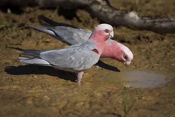 Galah, female and male drinking Found right throughout Australia in a wide variety of habitats from urban areas to the arid interior. At a drying pool near Mt Barnett, Gibb River Road, Kimberley, Western Australia