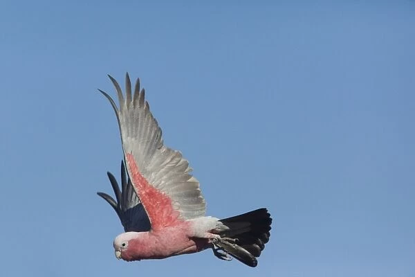Galah - in flight - Nyinmy Aboriginal Outstation - far central east of Western Australia