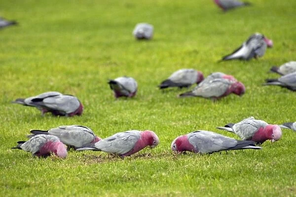 Galah flock feeding on lawns of town park. Widespread, abundant species. Kalbarri, W. Australia
