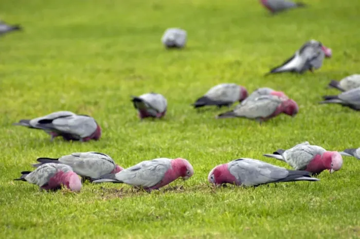 Framed Print : Galah flock feeding on lawns of town park. Widespread, abundant species. Kalbarri, W. Australia Framed Print : Galah flock feeding on lawns of town park. Widespread, abundant species. Kalbarri, W. Australia
