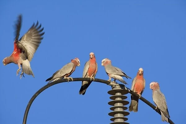 Galah - flock of Galahs sitting on a power post. One of them is flying off at the moment
