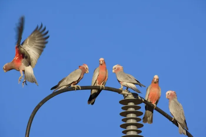 Framed Print : Galah - flock of Galahs sitting on a power post. One of them is flying off at the moment - Northern Territory, Australia Framed Print : Galah - flock of Galahs sitting on a power post. One of them is flying off at the moment - Northern Territory, Australia