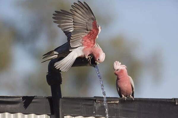 Galah  /  Galah Cockatoo  /  Roseate  /  Rose-breasted Cockatoo - drinking at an overflowing bore pipe at a cattle station at Ti Tree - Northern Territory - Australia