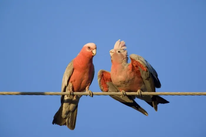 Framed Print : Galah - male Galah just fed its female during courting season. The female is still in the receiving position and a little bit of gunk is still connecting them - Northern Territory, Australia Framed Print : Galah - male Galah just fed its female during courting season. The female is still in the receiving position and a little bit of gunk is still connecting them - Northern Territory, Australia