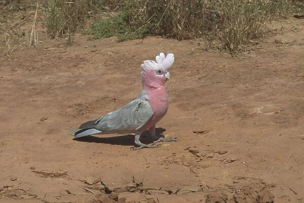 Galah - Near drying pool - Being a seed eater is disliked by grain farmers. Abundant. Often in large flocks Near Lajamanu an aboriginal settlement on the northern edge of the Tanami Desert. Northern Territory, Australia