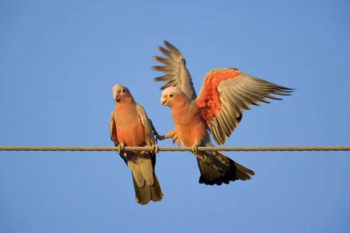 Framed Print : Galah - a pair of Galahs during courting season. The male makes funny gestures and flaps its wings like a clown, to impress the female. One foot touches the female as if it wants to say: come on, let's do it - Northern Territory, Australia Framed Print : Galah - a pair of Galahs during courting season. The male makes funny gestures and flaps its wings like a clown, to impress the female. One foot touches the female as if it wants to say: come on, let's do it - Northern Territory, Australia