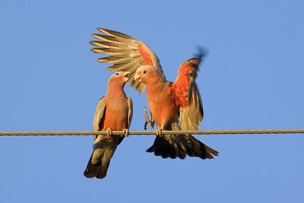 Galah - a pair of Galahs in intimate love talk during courting season. The male makes funny gestures and flaps its wings like a clown, to impress the female - Northern Territory, Australia