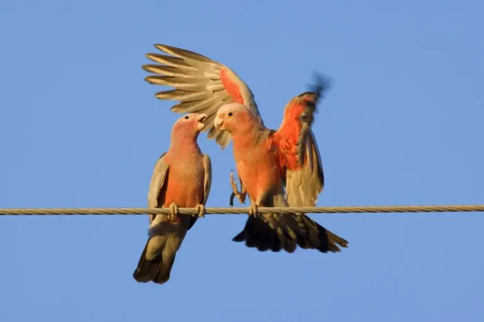 Framed Print : Galah - a pair of Galahs in intimate love talk during courting season. The male makes funny gestures and flaps its wings like a clown, to impress the female - Northern Territory, Australia Framed Print : Galah - a pair of Galahs in intimate love talk during courting season. The male makes funny gestures and flaps its wings like a clown, to impress the female - Northern Territory, Australia