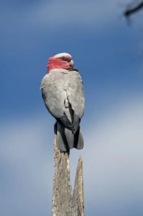 Framed Print : Galah - perched on stump. Abundant throughout most of Australia. Bells Rapids, Perth, Western Australia Framed Print : Galah - perched on stump. Abundant throughout most of Australia. Bells Rapids, Perth, Western Australia