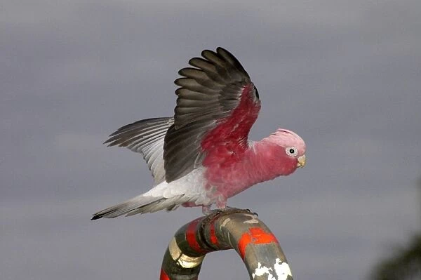 Galah - Perching, displaying and 'playing' on handrails in town park, pecking at coloured plastic. Widespread, abundant species Kalbarri, Western Australia