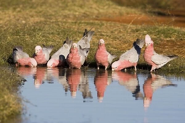 Galahs - Drinking at a waterhole - Well 33 Canning Stock Route - Western Australia