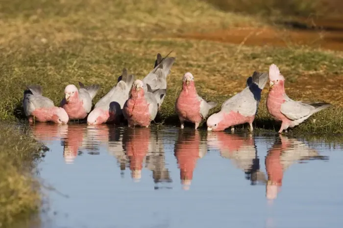 Framed Print : Galahs - Drinking at a waterhole - Well 33 Canning Stock Route - Western Australia Framed Print : Galahs - Drinking at a waterhole - Well 33 Canning Stock Route - Western Australia