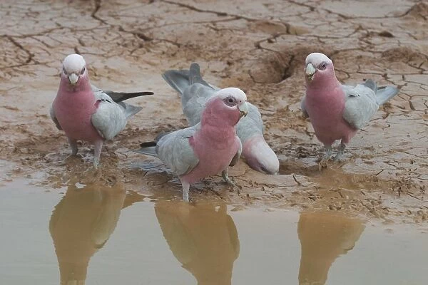 Galahs - At drying pool. Being a seed eater is disliked by grain farmers. Abundant. Often in large flocks. Near Lajamanu an aboriginal settlement on the northern edge of the Tanami Desert. Northern Territory, Australia