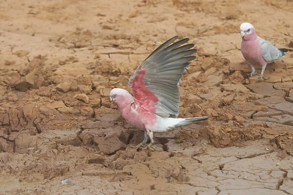 Galahs - At drying pool - Being a seed eater is disliked by grain farmers. Abundant. Often in large flocks Near Lajamanu an aboriginal settlement on the northern edge of the Tanami Desert. Northern Territory, Australia