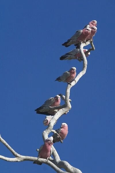 Galahs - On tree branch - Being a seed eater is disliked by grain farmers. Abundant. Often in large flocks At Lajamanu an aboriginal settlement on the northern edge of the Tanami Desert. Northern Territory, Australia