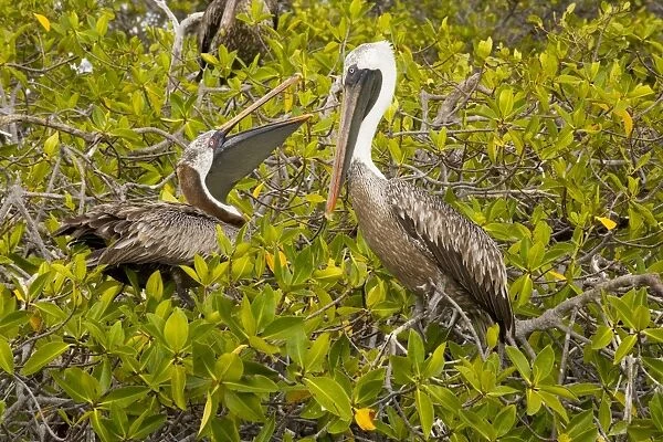 Galapagos Brown Pelican (Pelecanus occidentalis urinator) nesting in red mangroves ( Rhizophora mangle), on Isabela, Galapagos