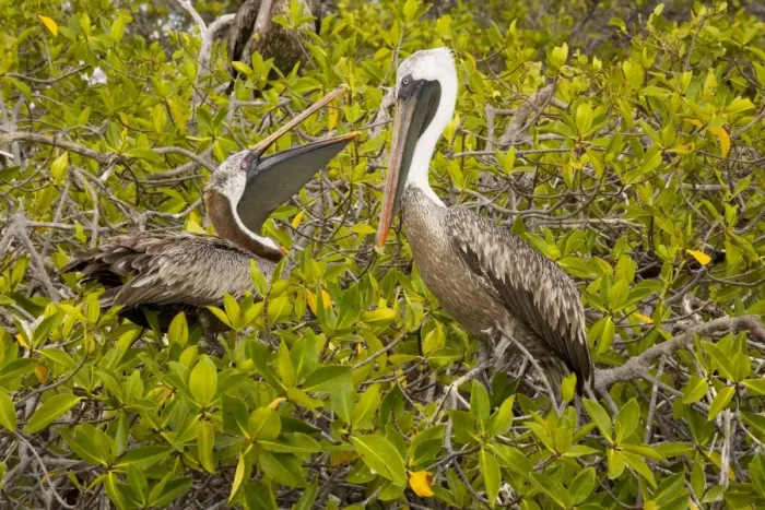 Framed Print : Galapagos Brown Pelican (Pelecanus occidentalis urinator) nesting in red mangroves ( Rhizophora mangle), on Isabela, Galapagos Framed Print : Galapagos Brown Pelican (Pelecanus occidentalis urinator) nesting in red mangroves ( Rhizophora mangle), on Isabela, Galapagos