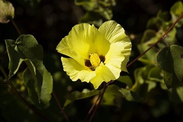 Galapagos cotton (Gossypium barbadense var darwinii ) in flower