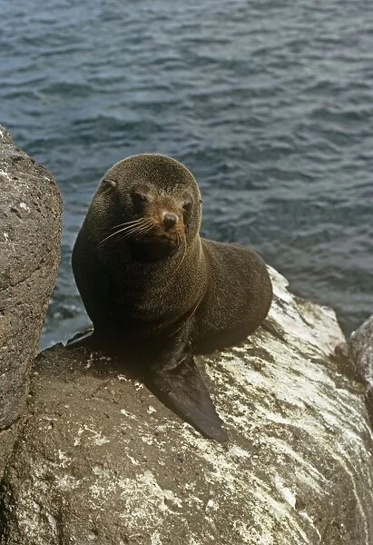 Galapagos Fur Seal - endemic Galapagos Islands